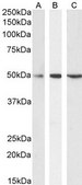 Anti-SEPT6 antibody produced in goat affinity isolated antibody, buffered aqueous solution