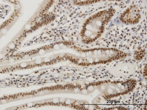 Monoclonal Anti-FOSL2 antibody produced in mouse clone 2B2, purified immunoglobulin, buffered aqueous solution