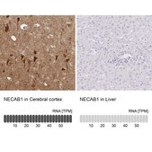 Anti-NECAB1 antibody produced in rabbit Prestige Antibodies® Powered by Atlas Antibodies, affinity isolated antibody, buffered aqueous glycerol solution