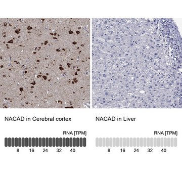 Anti-NACAD antibody produced in rabbit Prestige Antibodies&#174; Powered by Atlas Antibodies, affinity isolated antibody, buffered aqueous glycerol solution