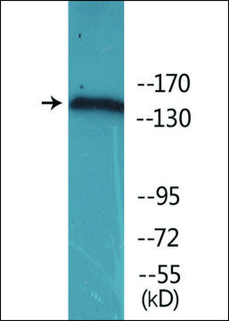 Anti-phospho-VEGFR2 (pTyr951) antibody produced in rabbit affinity isolated antibody