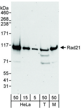 Rabbit anti-Rad21 Antibody, Affinity Purified Powered by Bethyl Laboratories, Inc.