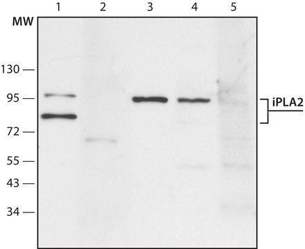 Anti-Phospholipase A2 (iPLA2) antibody produced in rabbit ~1.5&#160;mg/mL, affinity isolated antibody