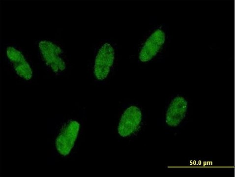 Anti-ZNF343 antibody produced in mouse purified immunoglobulin, buffered aqueous solution