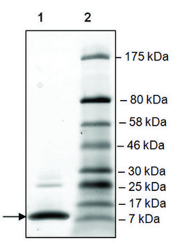 BRD1 (561-668) His tag human recombinant, expressed in E. coli, &#8805;90% (SDS-PAGE)