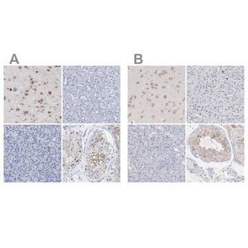 Anti-PNMA1 antibody produced in rabbit Prestige Antibodies&#174; Powered by Atlas Antibodies, affinity isolated antibody, buffered aqueous glycerol solution