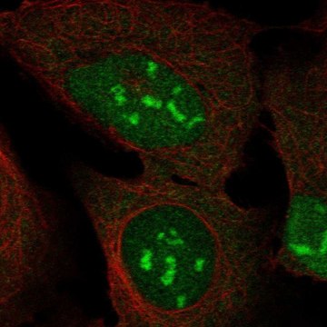 Anti-DUX4 antibody produced in rabbit Prestige Antibodies&#174; Powered by Atlas Antibodies, affinity isolated antibody