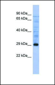 Anti-PSMA5 antibody produced in rabbit affinity isolated antibody