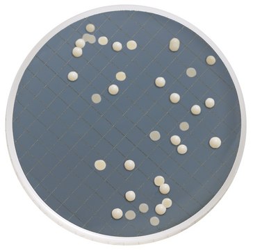 预充沙氏葡萄糖琼脂的Milliflex&#174;培养皿 Sabouraud dextrose media plates for yeast and mold &#8211;replacement item for MMSMCSD4