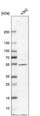 Anti-NARS2 antibody produced in rabbit Prestige Antibodies® Powered by Atlas Antibodies, affinity isolated antibody, buffered aqueous glycerol solution