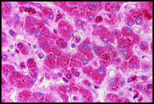 Anti-SHB, (N-terminal) antibody produced in rabbit affinity isolated antibody