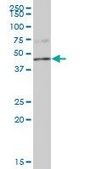 Anti-PPP1R7 antibody produced in mouse purified immunoglobulin, buffered aqueous solution
