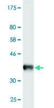 Monoclonal Anti-CAV3, (N-terminal) antibody produced in mouse clone 1B9, purified immunoglobulin, buffered aqueous solution