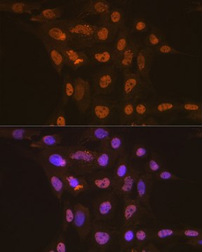 Anti-CDC16 Antibody, clone 7Y1Y10, Rabbit Monoclonal