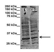 Anti-INSIG1 antibody produced in rabbit affinity isolated antibody