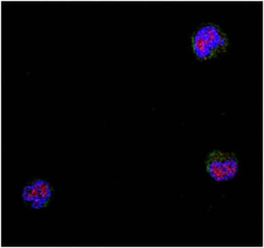 Anti-NIPP-1 Antibody from rabbit, purified by affinity chromatography