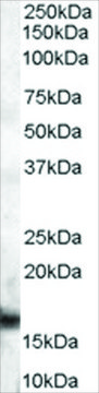 Anti-Cyclophilin A/PPIA antibody produced in goat affinity isolated antibody, buffered aqueous solution