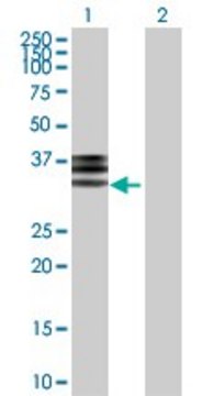 Anti-HPX antibody produced in rabbit purified immunoglobulin, buffered aqueous solution