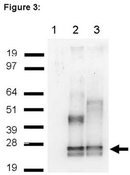 RIPAb+ Lin28 - RIP Validated Antibody and Primer Set serum, from rabbit