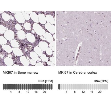 抗-MKI67 兔抗 Ab2, Prestige Antibodies&#174; Powered by Atlas Antibodies, affinity isolated antibody, buffered aqueous glycerol solution