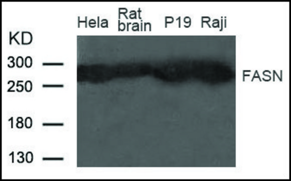 Anti-FASN antibody produced in rabbit affinity isolated antibody