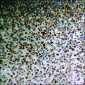 Anti-phospho-PTPRA (pTyr798) antibody produced in rabbit affinity isolated antibody