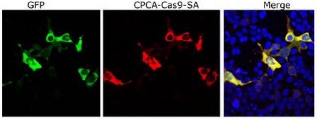 Anti-Cas9 (Chicken Polyclonal) from chicken