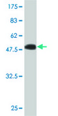 Monoclonal Anti-IGSF6 antibody produced in mouse clone 2A12, purified immunoglobulin, buffered aqueous solution