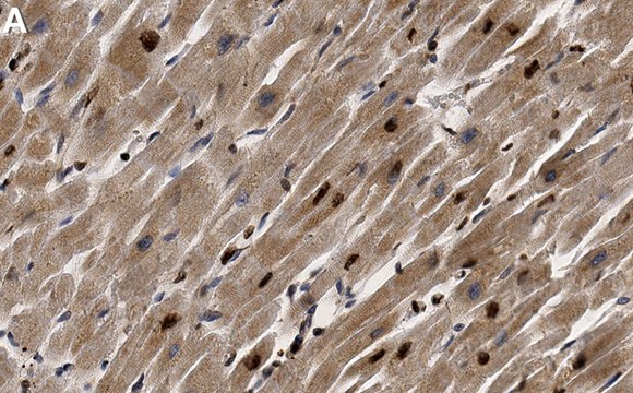 Anti-SHP2 Antibody, clone 3B17 ZooMAb&#174; Rabbit Monoclonal recombinant, expressed in HEK 293 cells