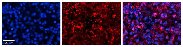 Anti-GOT1 antibody produced in rabbit IgG fraction of antiserum