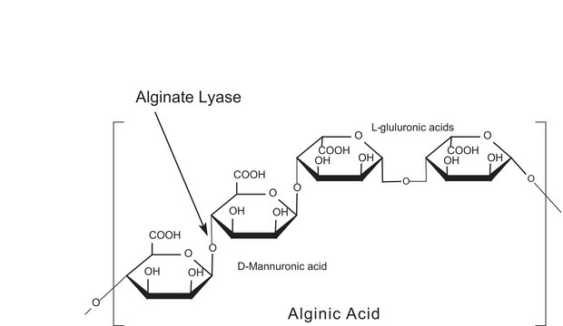 藻酸盐裂解酶 powder, &#8805;10,000&#160;units/g solid