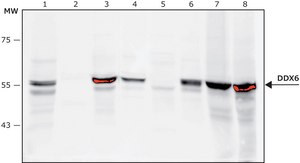 Anti-DDX6 antibody, Mouse monoclonal clone DDX6-34, purified from hybridoma cell culture