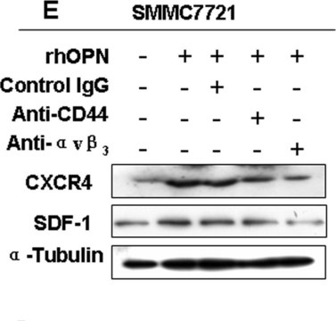 Anti-Stromal Cell-Derived Factor-1&#945; Antibody Chemicon&#174;, from rabbit