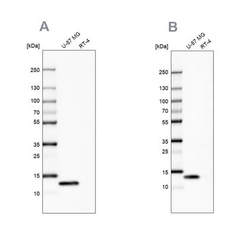 Anti-LGALS1 Prestige Antibodies&#174; Powered by Atlas Antibodies, affinity isolated antibody, buffered aqueous glycerol solution