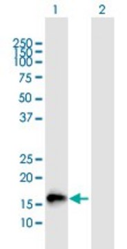 Anti-NMU, (C-terminal) antibody produced in mouse purified immunoglobulin, buffered aqueous solution