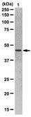 Anti-DLK1 Antibody from rabbit, purified by affinity chromatography