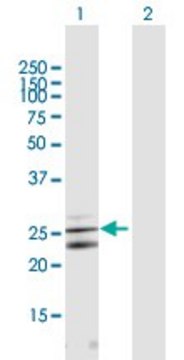 Anti-CLCF1 antibody produced in mouse purified immunoglobulin, buffered aqueous solution