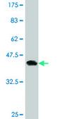 Monoclonal Anti-ID1 antibody produced in mouse clone 1F7, purified immunoglobulin, buffered aqueous solution