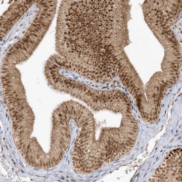 Anti-CPSF3 antibody produced in rabbit Prestige Antibodies&#174; Powered by Atlas Antibodies, affinity isolated antibody, buffered aqueous glycerol solution