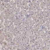 Anti-CRIM1 antibody produced in rabbit Prestige Antibodies® Powered by Atlas Antibodies, affinity isolated antibody, buffered aqueous glycerol solution
