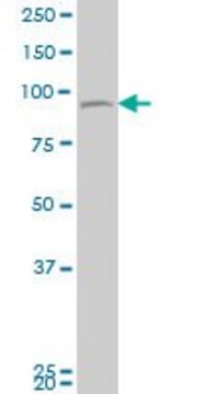 Monoclonal Anti-TTK, (N-terminal) antibody produced in mouse clone 4G9, purified immunoglobulin, buffered aqueous solution