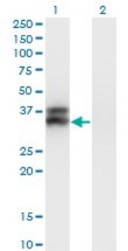 ANTI-OLIG2 antibody produced in mouse clone 2A8, purified immunoglobulin, buffered aqueous solution