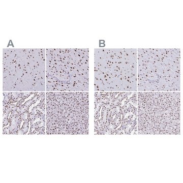 Anti-NONO antibody produced in rabbit Prestige Antibodies&#174; Powered by Atlas Antibodies, affinity isolated antibody, buffered aqueous glycerol solution