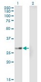 Monoclonal Anti-EPHA7, (C-terminal) antibody produced in mouse clone 1G11, ascites fluid