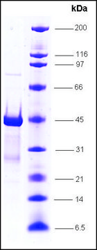 RNA Polymerase II, p15.6 subunit, GST tagged human recombinant, expressed in E. coli, &#8805;85% (SDS-PAGE)