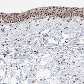 Anti-IRF2 antibody produced in rabbit Prestige Antibodies® Powered by Atlas Antibodies, affinity isolated antibody, buffered aqueous glycerol solution