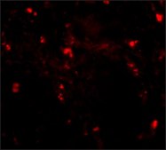 Anti-RGPD5 (ab1) antibody produced in rabbit affinity isolated antibody, buffered aqueous solution