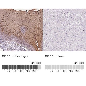 Anti-SPRR3 antibody produced in rabbit Prestige Antibodies&#174; Powered by Atlas Antibodies, affinity isolated antibody, buffered aqueous glycerol solution