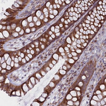 Anti-MTFMT antibody produced in rabbit Prestige Antibodies&#174; Powered by Atlas Antibodies, affinity isolated antibody, buffered aqueous glycerol solution