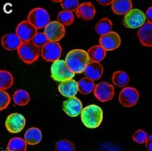 Anti-Adenovirus Hexon Antibody, clone 7/48.7c ZooMAb® Mouse Monoclonal recombinant, expressed in HEK 293 cells